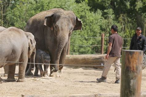 pairi daiza honden toegelaten|Mogen honden uiterraart aangeleind mee